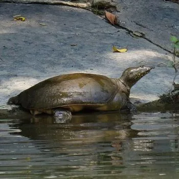 Adult Chinese Softshell Turtle