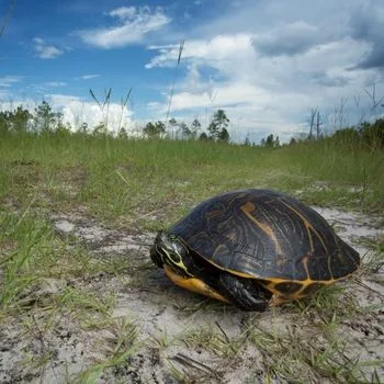 Adult Coastal Plain Cooter