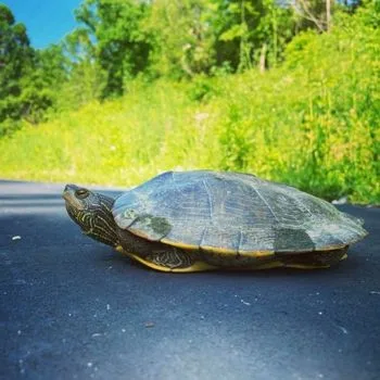 Adult Common Map Turtle