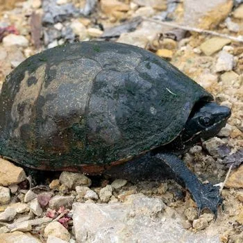 Adult Common Musk Turtle