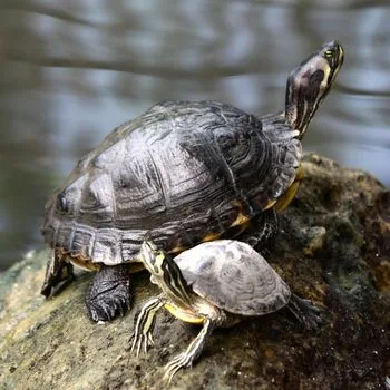 Adult Cumberland slider