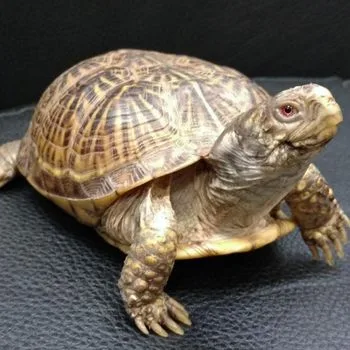 Adult Desert Box Turtle