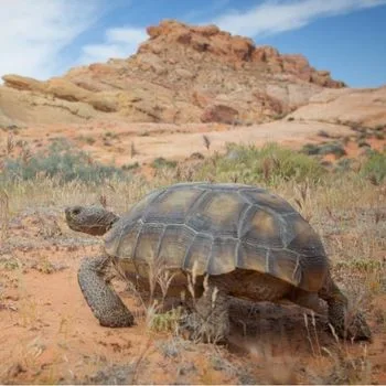 Adult Desert Tortoise