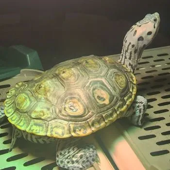 Adult Diamondback Terrapin