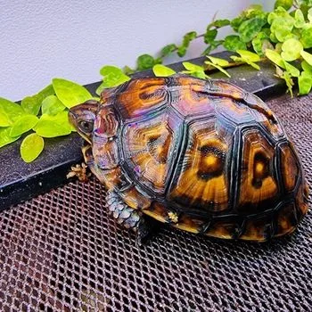 Adult Eastern Box Turtle