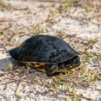 Adult Eastern Chicken Turtle