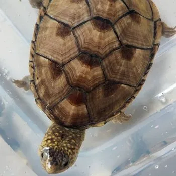 Adult Eastern Mud Turtle