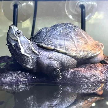 Adult Eastern Musk Turtle