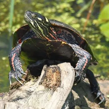 Adult Eastern Painted Turtle