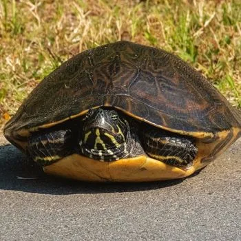 Adult Eastern River Cooter