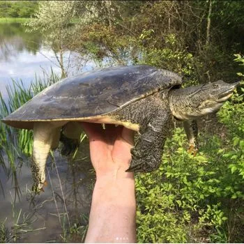 Adult Eastern Spiny Softshell Turtle