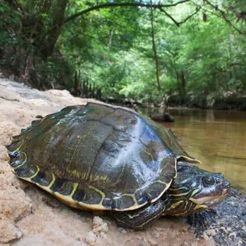 Adult Escambia Map Turtle