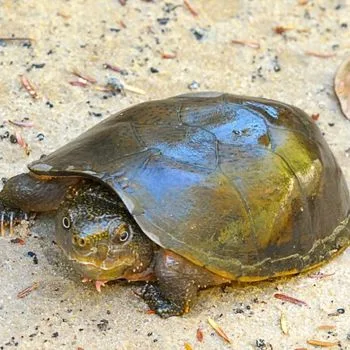 Adult Flattened Musk Turtle