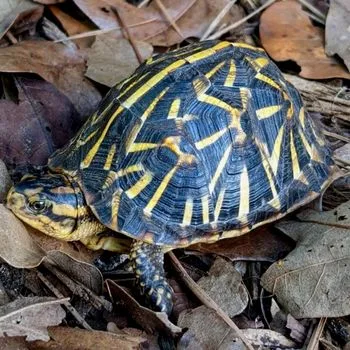 Adult Florida Box Turtle