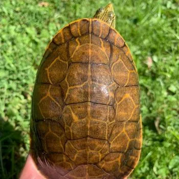 Adult Florida Chicken Turtle