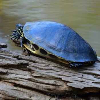 Adult Florida Cooter