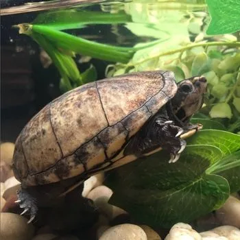 Adult Florida Mud Turtle