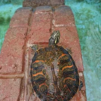 Adult Florida Red-Bellied Cooter