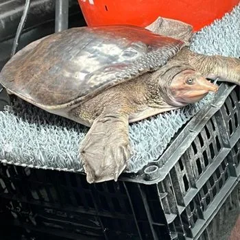 Adult Florida Softshell Turtle