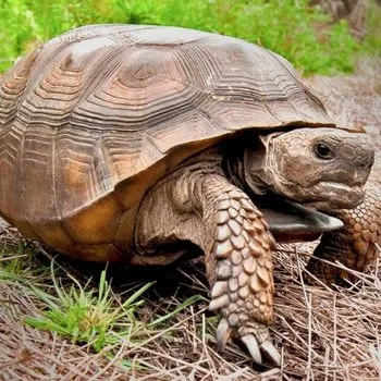 Adult Gopher Tortoise