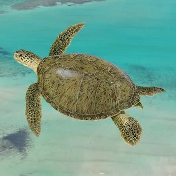 Adult Green Sea Turtle