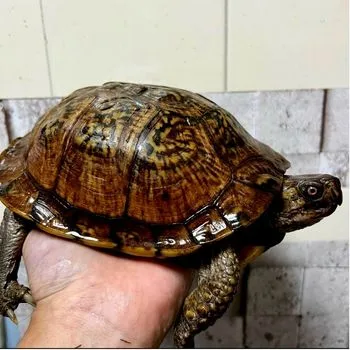 Adult Gulf Coast Box Turtle