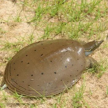 Adult Gulf Coast Spiny Softshell