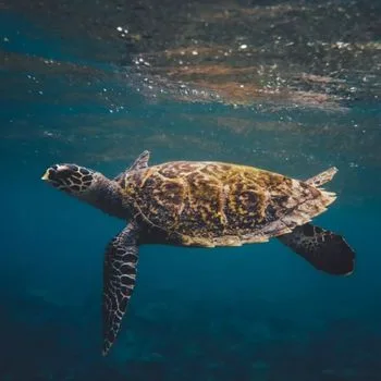 Adult Hawksbill Sea Turtle