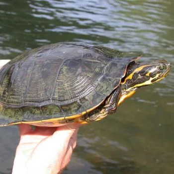 Adult Hieroglyphic River Cooter