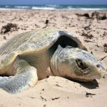 Adult Kemp's Ridley Sea Turtle