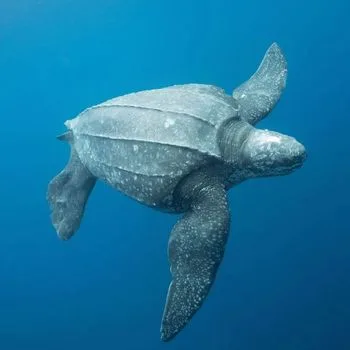 Adult Leatherback sea turtle