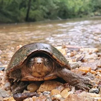 Adult Loggerhead Musk Turtle