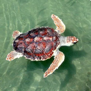 Adult Loggerhead Sea Turtle