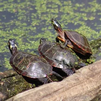 Adult Midland Painted Turtle