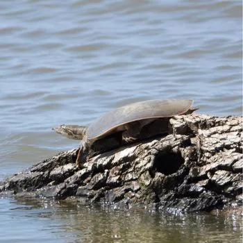 Adult Midland Smooth Softshell Turtle