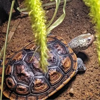 Adult Mississippi Diamondback Terrapin