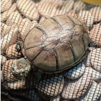 Adult Mississippi Mud Turtle