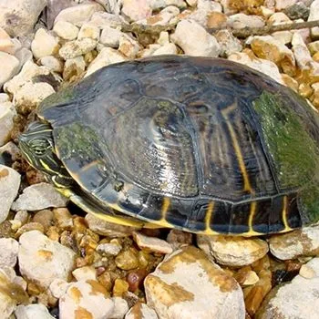 Adult Missouri River Cooter