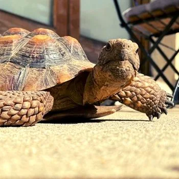 Adult Mojave Desert Tortoise