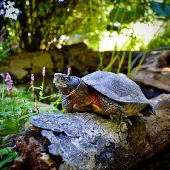 Adult North American Wood Turtle