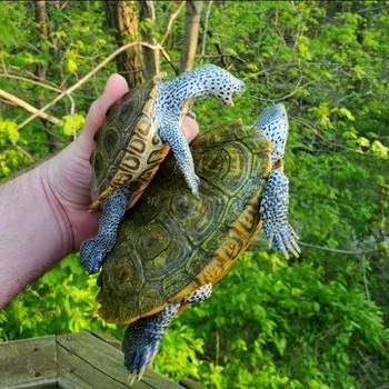 Adult Northern Diamondback Terrapin