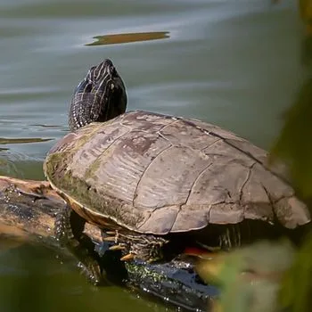 Adult Northern Map Turtle