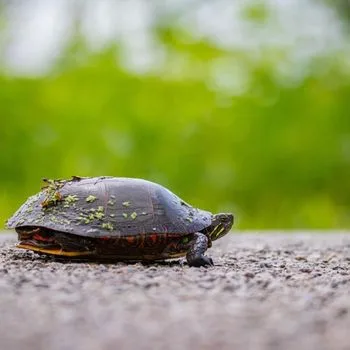 Adult Northern Painted Turtle