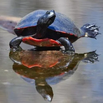 Adult Northern Red-Bellied Cooter