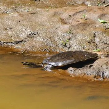 Adult Northern Spiny Softshell Turtle