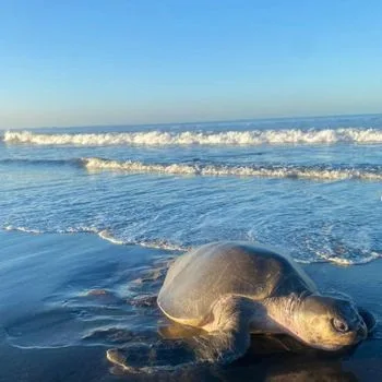 Adult Olive Ridley Sea Turtle