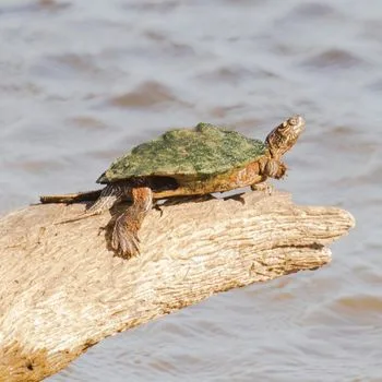 Adult Ouachita Map Turtle