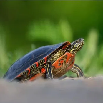 Adult Painted Turtle