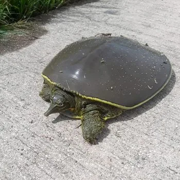 Adult Pallid Spiny Softshell