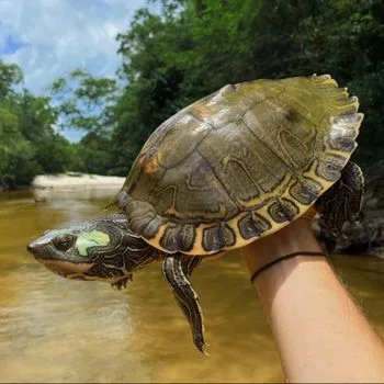 Adult Pascagoula Map Turtle